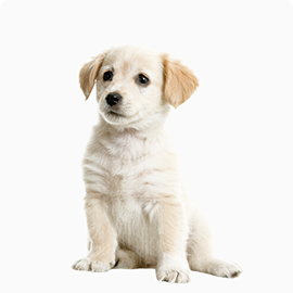 animal photo
